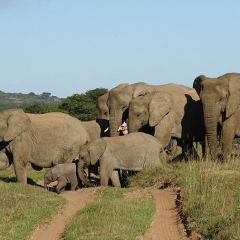 olifanten in Amakhala